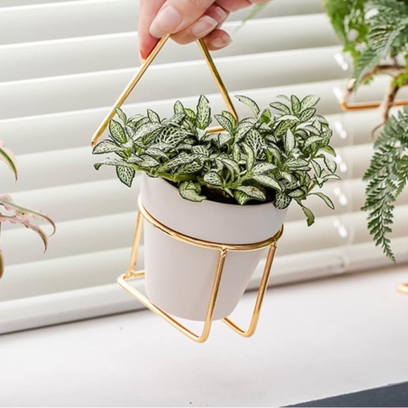 2.5 Inch White Terracotta Pots - Picture 3 of 6